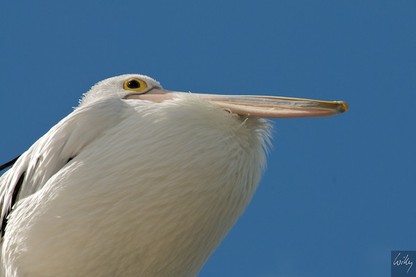 AustraliaEast 10  176